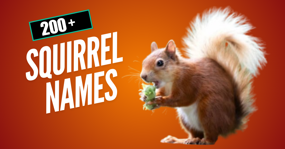 200+ Cute & Unique Squirrel Names with Meaning