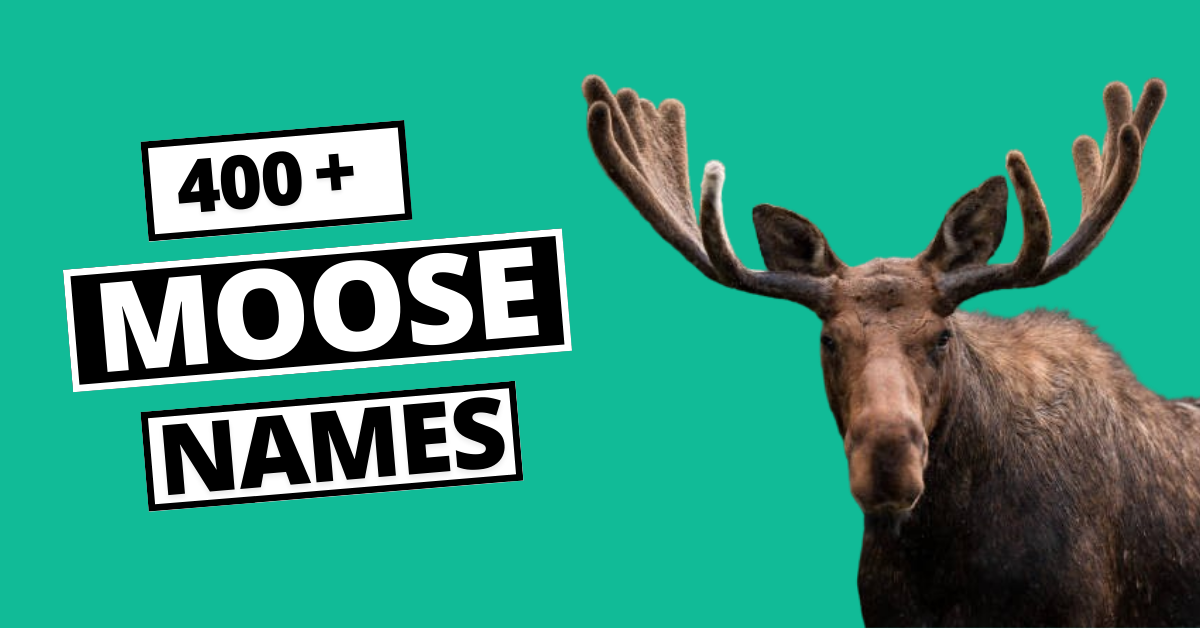 400+ Best Moose Names