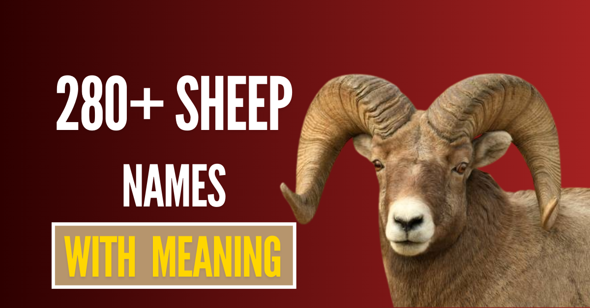 280+ Unique Sheep Names with Meanings + AI Name Generator