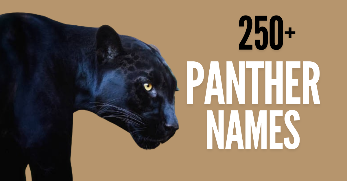 250+ Panther Names with Meaning: Discover Your Perfect Panther Name