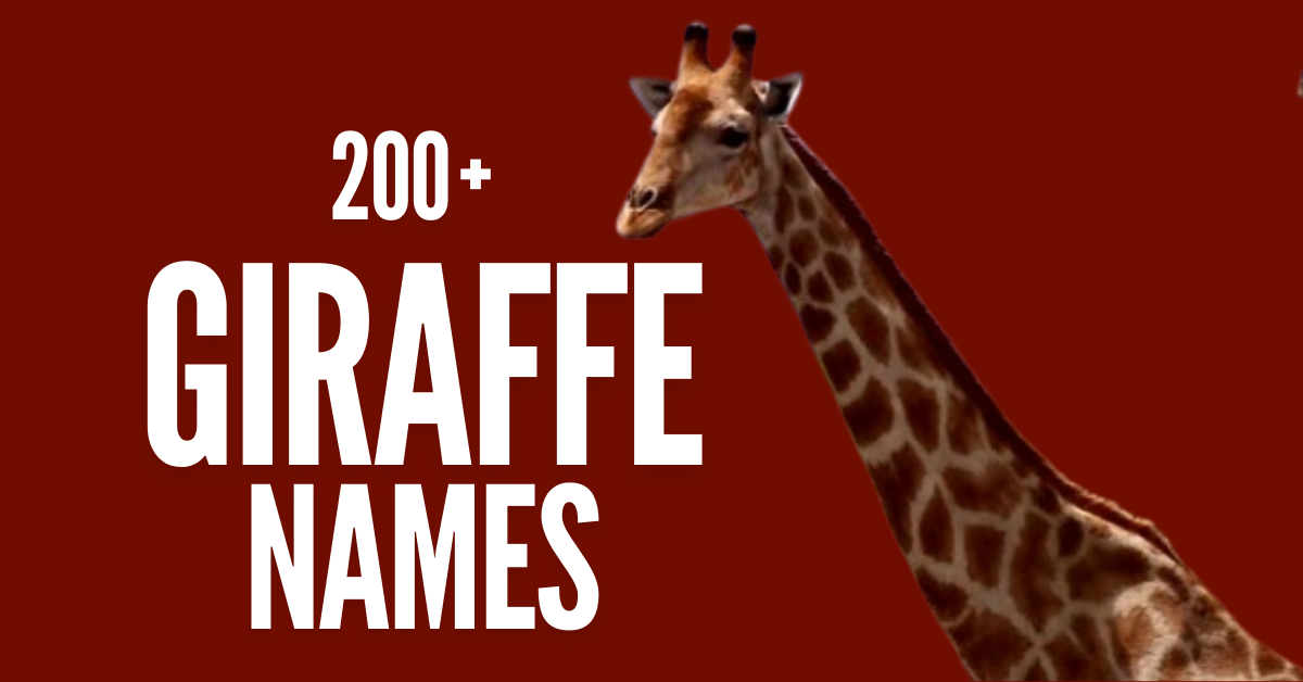 200+ Giraffe Names: Meaning, Fun, and Unique Ideas