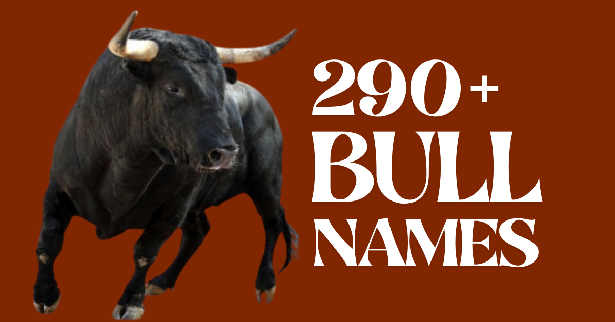 290+ Bull Names Meaningful and Creative Ideas