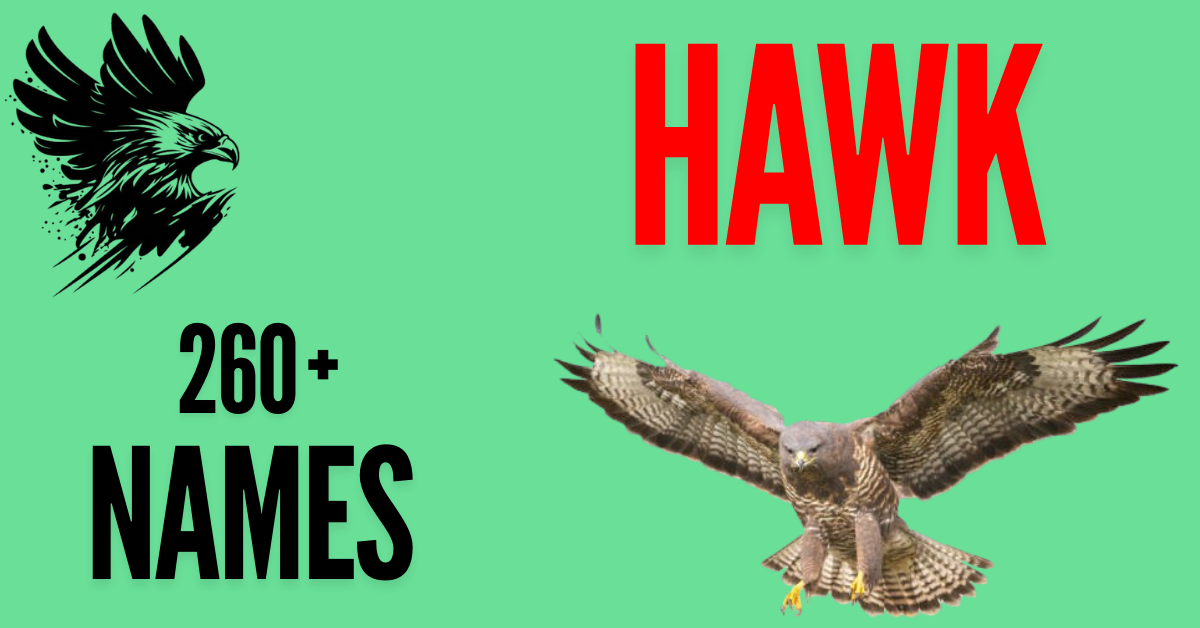 260+ Unique & Meaningful Hawk Names (With Meanings, Origins & Fun Facts)