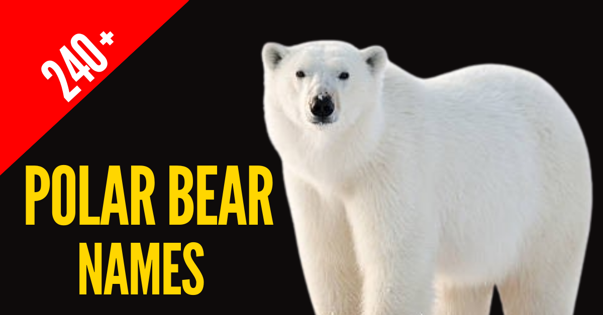 Frosty Inspirations: 240+ Polar Bear Names with Meaning