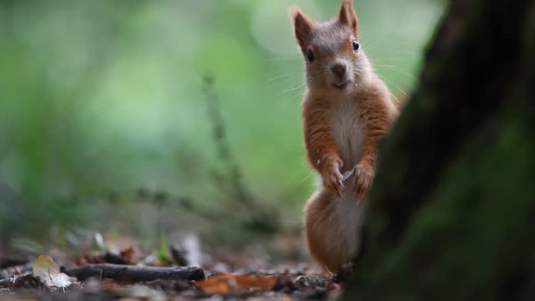 Famous Squirrel Names