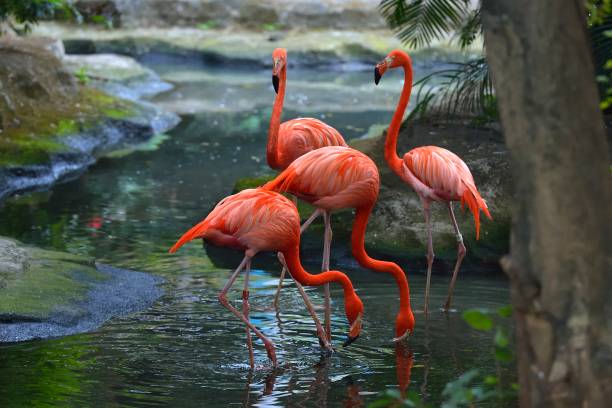 Famous Flamingo Names