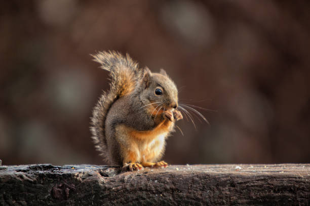 Interesting Facts About Squirrels