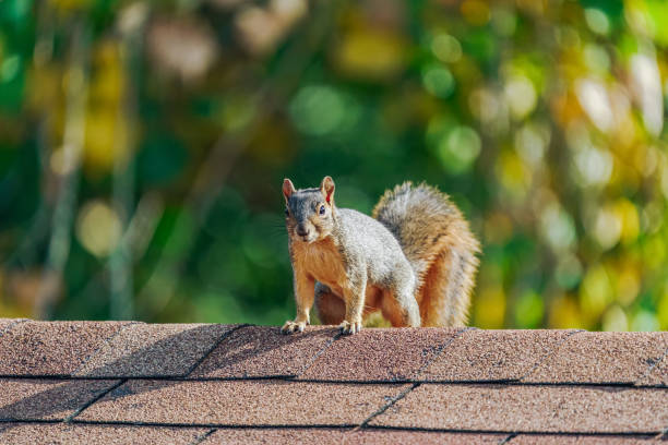 Unique Squirrel Names