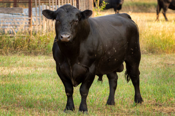 Categories of Bull Names