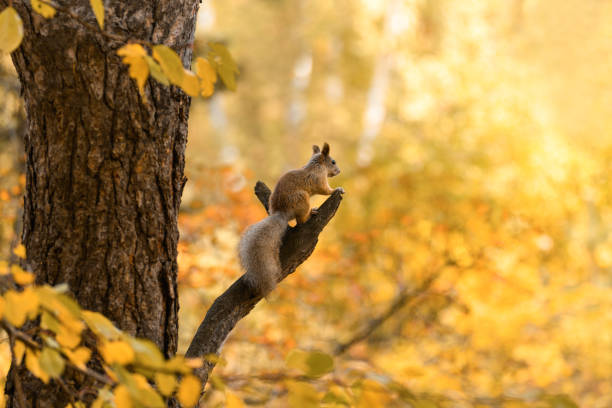 Male Squirrel Names