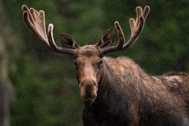 Strong Moose Names