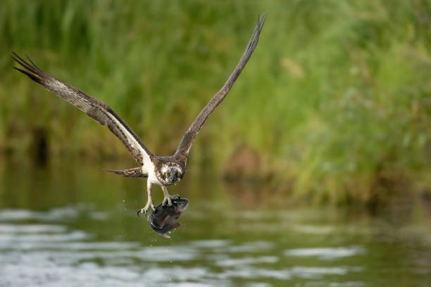 Badass Hawk Names