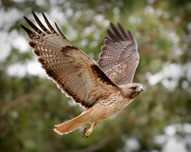 Names for Female Hawks