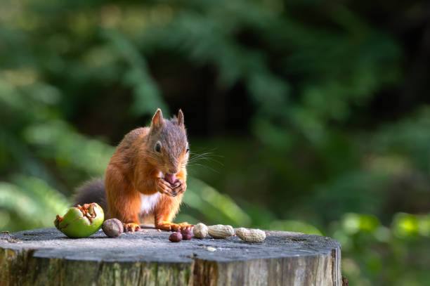 Tips for Naming Your Squirrel