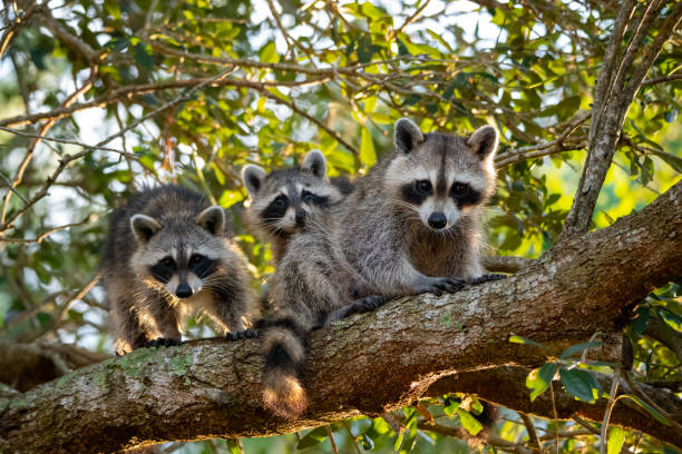 Cool Names for Raccoons