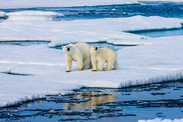 Famous Polar Bear Names