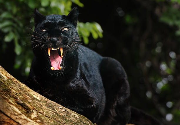 Gender-Specific Panther Names