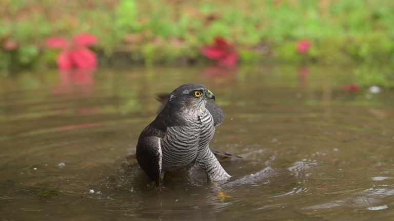 Creative and Clever Hawk Names