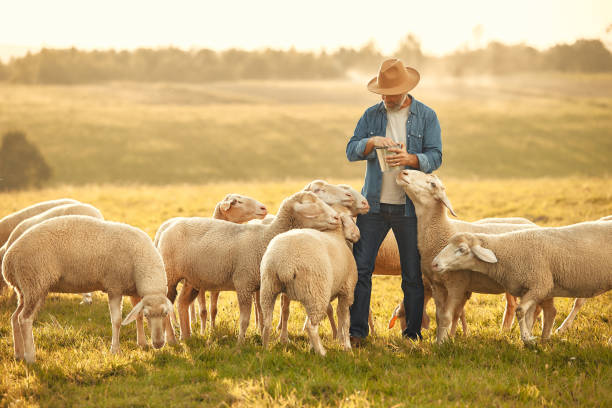 Themed Sheep Names