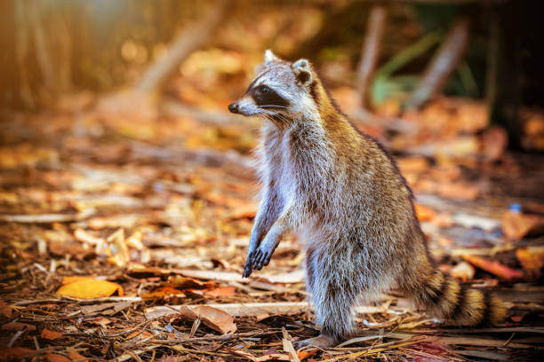 Female Raccoon Names