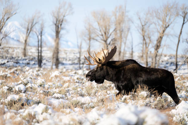 Funny Moose Names