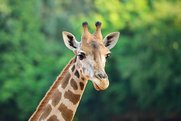 Cool Names for Giraffes