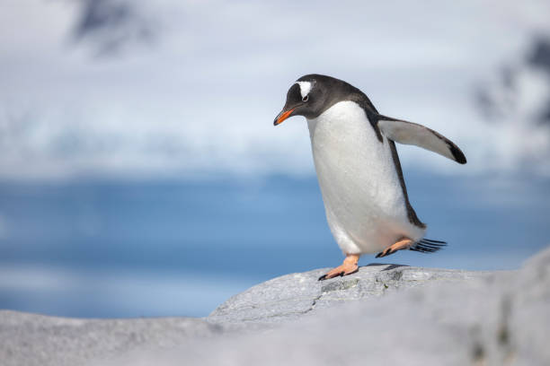 Baby Penguin Names