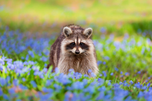 Good Raccoon Names with Meaning