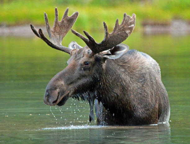 Winter Moose Names