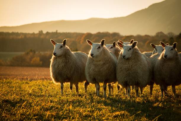 Male Sheep Names