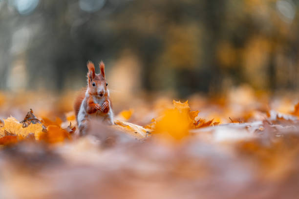 Female Squirrel Names