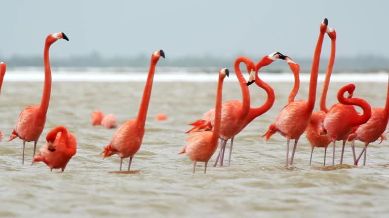 Cute Flamingo Nicknames