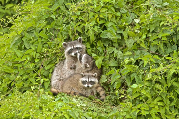 Creative Raccoon Pet Names