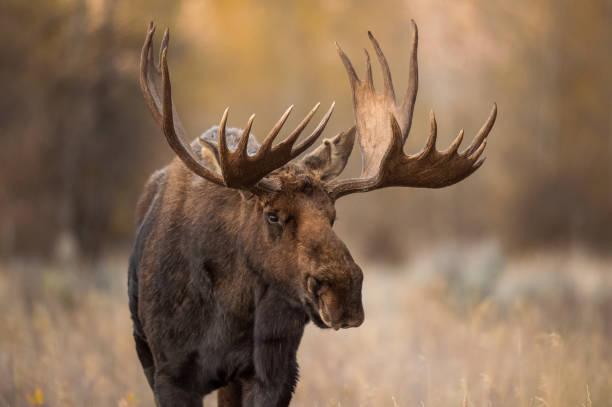 Male Moose Names