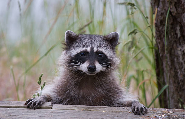 Cute Raccoon Names