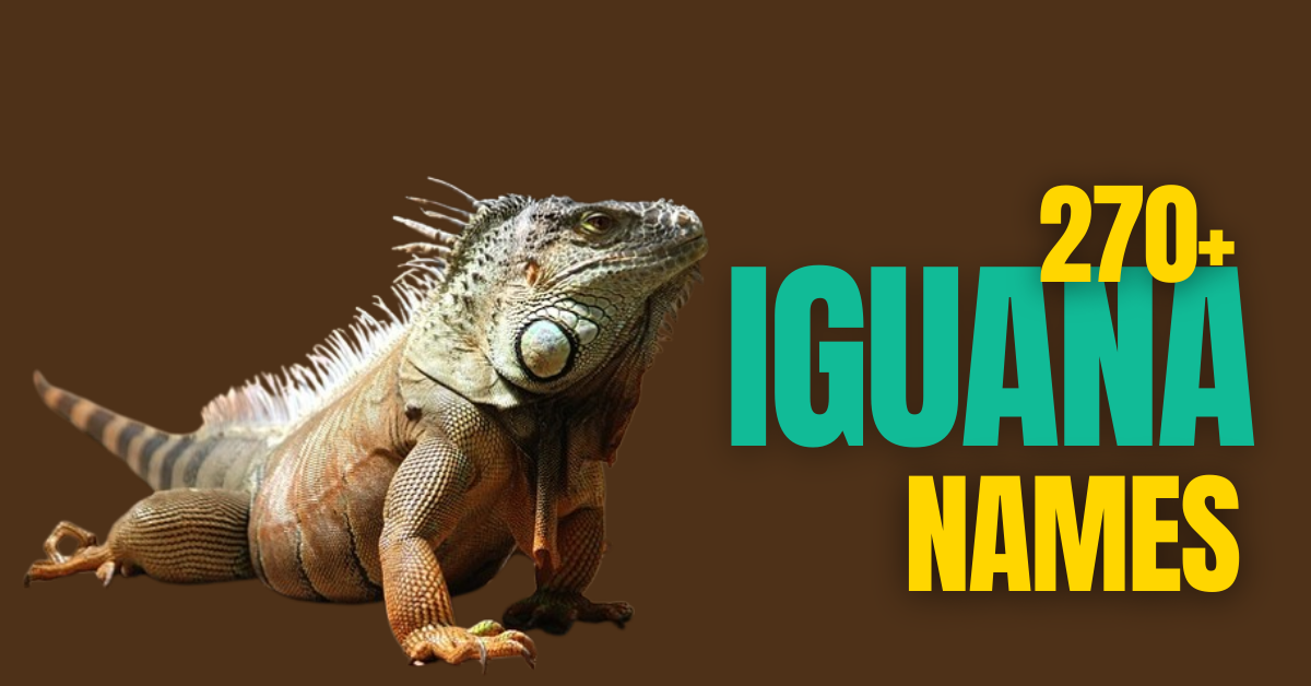 270+ Iguana Name Guide: Creative and Inspiring Ideas