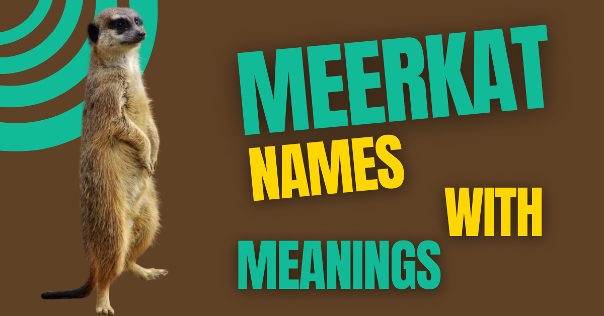 220+ Meerkat Names (Over Creative and Meaningful Ideas)