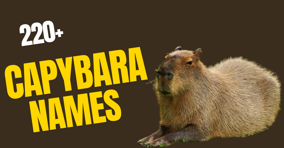 220+ Capybara Names: Unique, Fun, and Meaningful Ideas