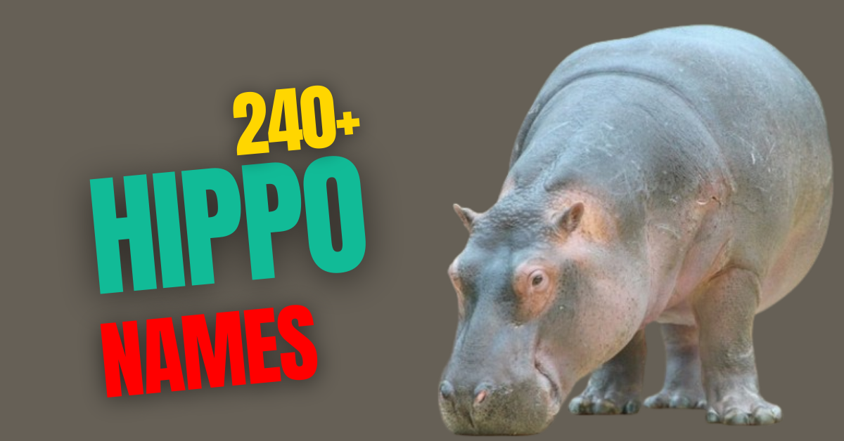 240+ Creative Hippo Names with Meanings: A Comprehensive Guide for Naming Your Hippo