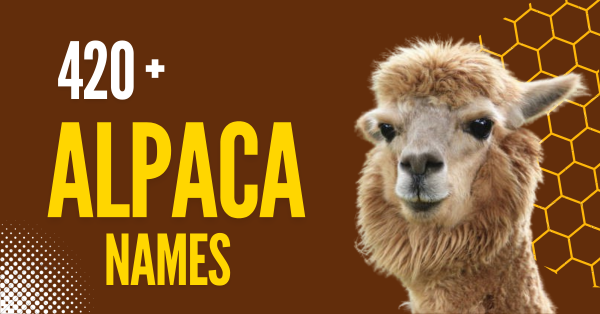 Alpaca Love: 420+ Adorable Names with Heartfelt Meanings