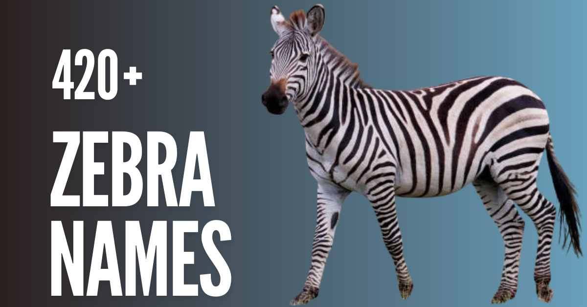 425+ Creative Zebra Names: Meanings,Fun Ideas, and More!