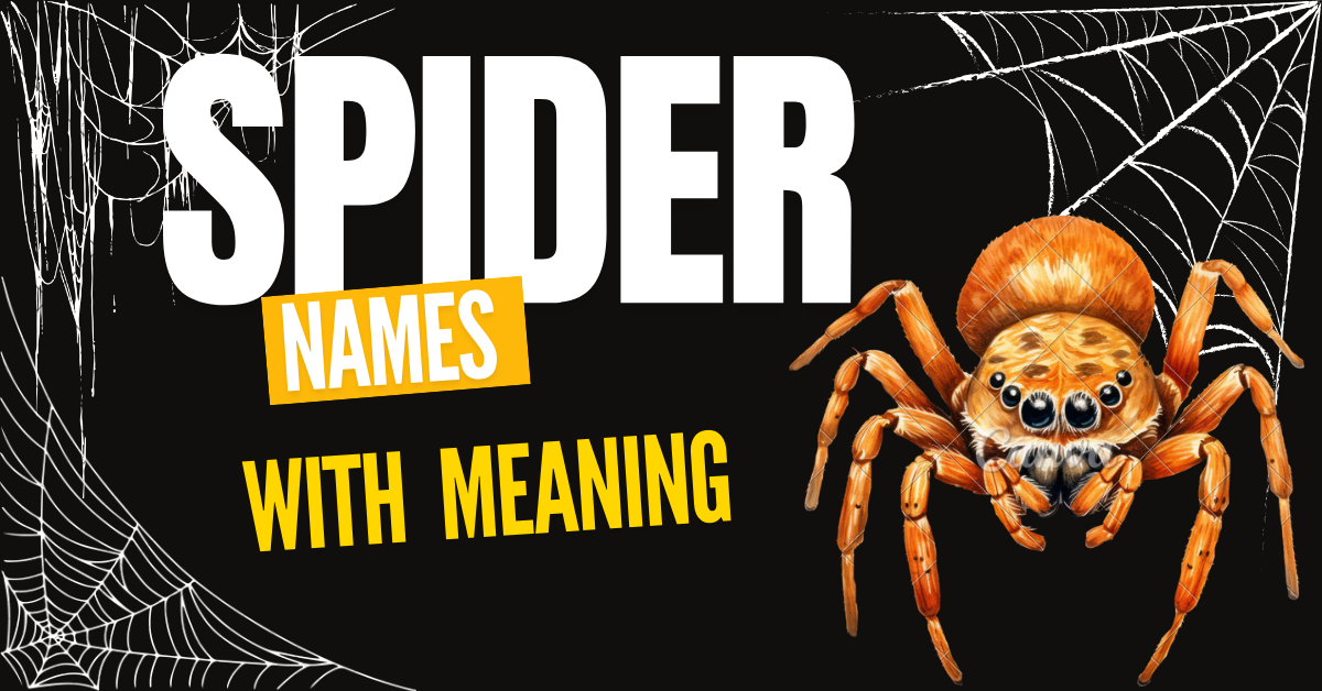 400+ Creative and Unique Spider Names (With Meanings)