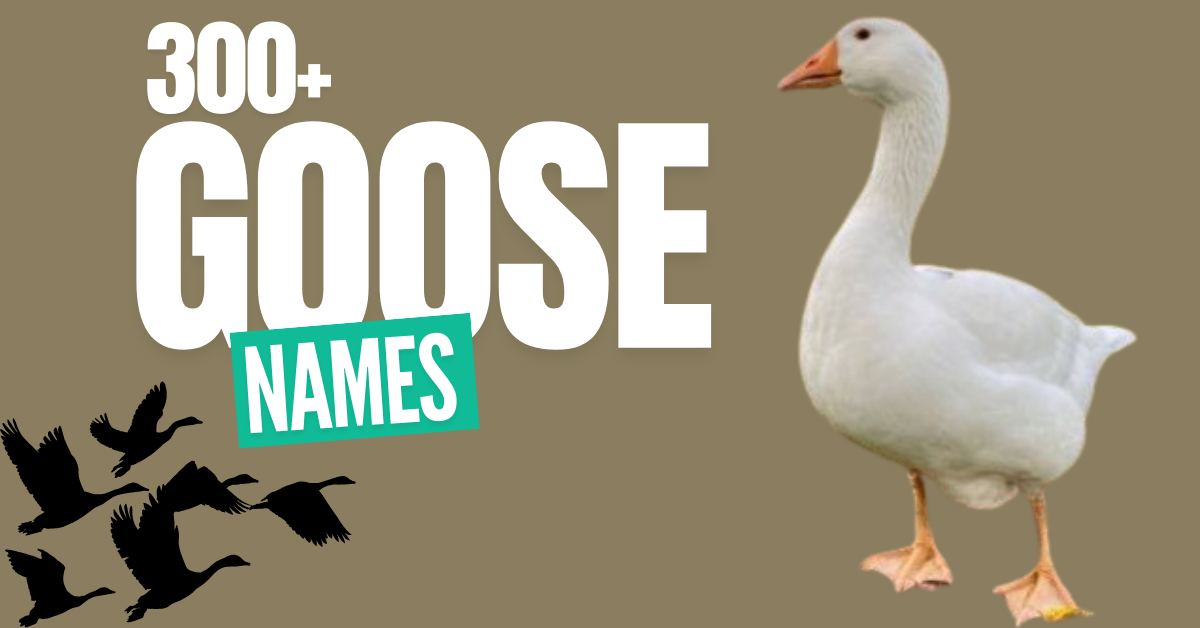 Naming your goose can be a delightful process filled with creativity, laughter, and inspiration. Whether you’re looking for funny names for geese, cute goose names, or even goose names inspired by mythology, this guide has everything you need. Let's dive into goose name ideas and explore the best choices based on personality, color, or unique traits. You’ll even find some great goose naming tips to help narrow down your options and find the name that’s just right. Goose Names Generator If you're stuck, a goose names generator can be a lifesaver. These tools can provide instant goose pet names based on factors like color, theme, or personality. They’re quick and often provide creative names you may not have thought of otherwise. Tip: Use a names generator as a starting point, but feel free to modify the names to make them unique! Tips for Naming Your Goose Finding the perfect name can be tricky, so here are some goose naming tips to make it easier: Consider Personality: Is your goose playful or dignified? Look for goose names based on traits that match their unique character. Think About Appearance: Color and size can influence name choice. For example, white goose names might evoke purity, while brown goose names might reflect earthiness. Use Inspiration from History or Mythology: There are numerous goose names with history that add depth and meaning. Avoid Long or Complicated Names: Simple goose names are often easier to remember and call out. Get Creative with Themes: Try nature-inspired names or names that remind you of favorite movies, books, or characters. Best Goose Names with Meanings Here are some unique goose names complete with meanings to add depth to your selection. These names span from classic to modern and are perfect for any goose, no matter their character. Name Meaning Category Bella Beautiful Cute goose names Apollo God of music and light Mythological names Gizmo Quirky and playful Fun goose names Athena Goddess of wisdom Elegant goose names Blaze Fiery and energetic Cool names for geese Sunny Bright and cheerful Happy goose names Maple Warm, autumn-inspired Nature-inspired names Felix Lucky and happy Positive names Misty Soft and gentle, like mist Graceful goose names Jet Sleek and fast Goose names by color Zelda Warrior, inspired by games Goose character names Ember Fiery and warm Unique goose names Pippin Curious, inspired by literature Creative bird names Olive Peaceful, like the olive branch Peaceful goose names Orion Starry, inspired by constellation Celestial goose names Scout Adventurous and brave Brave goose names Juniper Youthful and refreshing Nature-inspired names Marble Smooth and colorful Goose names by color Trixie Full of tricks, playful Fun goose names Clover Symbolizes luck and fortune Positive goose names Famous Goose Names Using famous goose names can be a fun way to add personality. Here are a few inspired by pop culture, history, and folklore. Gustavo (from "goose" in Italian and Spanish) Giselle (meaning "pledge" or "hostage," often associated with grace) Apollo (named after the Greek god, symbolizing light and music) Pippin (a playful character name from literature and folklore) Gloria (meaning "glory" or "renowned") Quincy (a quirky, regal-sounding name) Waddle (named for the distinctive goose walk) Maple (named after the Canadian maple, where many geese migrate) Daisy (symbolizes innocence and purity, fitting for a white-feathered goose) Gordon (like "gander," male goose) Lucy (from "lux," meaning "light" – perfect for a bright personality) Percy (a classic, sophisticated name) Ferdinand (meaning "bold voyager," great for a migrating goose) Nimbus (like a cloud, for a fluffy-feathered goose) Aurora (meaning "dawn" – often when geese are active) Echo (named after the mythological nymph, known for calling sounds) Poseidon (god of the sea, for geese who enjoy water) Willow (a serene, nature-inspired name) Tango (inspired by their waddle, like a dance) Bliss (signifying happiness and peace) Cute Goose Names If your goose has a sweet or gentle personality, try one of these cute goose names that capture their adorable nature. Penny – "Little Treasure" Willow – "Graceful and Free" Sunny – "Bright and Cheerful" Peaches – "Sweet and Soft" Maple – "Gentle and Warm" Sassy – "Full of Personality" Clover – "Lucky Charm" Pepper – "Spicy and Fun" Taffy – "Sweet Delight" Daisy – "Innocent and Pure" Olive – "Peaceful and Wise" Biscuit – "Soft and Comforting" Hazel – "Earthy and Warm" Buttons – "Cute as a Button" Ginger – "Spunky and Bright" Honey – "Sweet as Honey" Tilly – "Playful and Happy" Fudge – "Rich and Sweet" Pippin – "Small and Cheerful" Toffee – "Sugary and Smooth" Each of these names is short, memorable, and has a playful or gentle sound, perfect for a goose name for baby geese or smaller pet geese. Cool Goose Names Some geese exude a certain swagger. If yours does, consider these cool names for geese: Echo – Refers to their loud, echoing honks Nimbus – Inspired by soft, white clouds Rio – Means "river" in Spanish, fitting for a water-loving bird Pip Squeak – Small but sassy personality Ziggy – For a goose with a quirky, zig-zag personality Flicker – Moves quickly, like a flickering light Harper – Named after the sound of flapping wings Onyx – Dark and striking, perfect for a bold goose Luna Glow – As gentle and luminous as moonlight Glimmer – Shiny and cheerful presence Zephyr – Meaning a gentle breeze, suited for a graceful goose Echo – Loud and attention-getting Tango – Moves with rhythm, like the dance Splash – Loves to make a splash in the water Vesper – Mysterious, like the evening star Gossamer – Light and airy as a feather Doodlebug – Quirky and playful nature Puddle Jumper – Loves hopping in puddles Whiskers – Whimsical name, perfect for a curious goose Jubilee – Brings joy and celebration wherever they go. These names convey strength and style, great for a goose that stands out. Funny Goose Names For a laugh, here are funny names for geese that add a bit of whimsy. Funny pet names often make people smile and are memorable. Gus Honkerman – The honking hero Beaky Blinders – Tough and stylish Feather Locklear – Glamorous and fluffy Bill Nye the Honk Guy – The science honker Quack Efron – Handsome and honky Cheddar Goose – Extra cheesy Sir Honksalot – Always a gentleman Captain Quackers – The captain of the pond Count Duckula – Mysteriously honking at night Honk Hogan – Wrestling champ of the pond Lady Gaga Goose – Always dressed to impress Gander Sutherland – The acting legend of the lake Waddles McFlap – Expert flapper Gabbie Gooseman – Gossip queen of the pond Chick Norris – The toughest honker around Goose Hawn – A true star in the water Sir Flapsworth – Always fancy and feathered Eggbert Feathersby – The quirky intellectual Billie Jean Goose – The pond’s smoothest honker Plucky McBeak – Bold and daring honker With these names, you’re guaranteed to get a chuckle every time you introduce your pet. Male Goose Names Here’s a collection of best male goose names that offer strength and character: Gus Gallant - Brave and noble. Winston Waddle - Joyful and charming. Oliver Outing - Peaceful adventurer. Freddie Feather - Soft and light. Charlie Chirp - Lively and free. Max Magnificent - Impressive and great. Harry Honker - Home ruler and loud. Percy Plume - Beautiful feathers. Leo Lively - Energetic and brave. Sammy Splash - Playful in water. Dexter Dapper - Skilled and stylish. Archie Agile - Quick and genuine. Rusty Regal - Royal and warm. Benny Brave - Courageous and blessed. Nico Noble - Victorious and honorable. Zeke Zestful - Enthusiastic and strong. Vince Valiant - Courageous conqueror. Rocco Radiant - Bright and restful. Toby Tranquil - Calm and good. Jasper Joyful - Cheerful treasure. These names give a masculine touch, perfect for a bold or adventurous male goose. Female Goose Names with Meanings For a graceful lady goose, here are the best female goose names that carry elegance and meaning: Luna - Moon Cleo - Glory Mabel - Lovable Sable - Black Nora - Honor Zara - Princess Ella - Fairy Maiden Fiona - Fair, White Daisy - Day's Eye (a flower) Ivy - Faithfulness Talia - Dew from God Gia - God is Gracious Cora - Maiden Lola - Strong Woman Mira - Wonderful Selah - Pause, Reflect Tessa - To Gather Willa - Resolute Protector Hazel - The Hazel Tree Ruby - Precious Red Stone These names reflect beauty and gentleness, making them excellent choices for a female goose. Pet Goose Names with Meanings Choosing goose pet names with meanings can make them feel even more special. Here’s a list of names that reflect a warm and friendly nature: Gus - Short for "Augustus," meaning "great" or "magnificent." Waddles - Inspired by the characteristic way geese move; playful and fun. Penny - Meaning "wealthy," a name that suggests a cherished companion. Nibbles - Reflects their habit of pecking at food, perfect for a playful goose. Ginger - Evokes warmth and brightness; ideal for a goose with a fiery personality. Sunny - Represents brightness and happiness, perfect for a cheerful goose. Coco - Short for "cocoa," suggesting a warm, comforting presence. Quill - A nod to their feathers, symbolizing elegance and beauty. Luna - Meaning "moon," ideal for a goose with a calm and serene demeanor. Oliver - Meaning "olive tree," symbolizes peace and friendship. Marshmallow - For a soft and fluffy goose, representing sweetness and warmth. Daisy - A flower name that symbolizes purity and beauty. Biscuit - A sweet and comforting name for a lovable pet. Misty - Conveys a sense of calm and tranquility, perfect for a gentle goose. Pebbles - Reflects playfulness and a love for nature; great for a curious goose. Flicker - Suggests movement and energy, ideal for an active goose. Sapphire - A precious stone name, representing beauty and rarity. Clover - Symbolizes luck and abundance; great for a friendly goose. Twinkle - Evokes images of stars and joy, perfect for a lively goose. Echo - Represents sound and communication, fitting for a vocal goose. Color-Based Goose Names For something visual, here are goose names by color that match your pet’s feathers: White Goose Names Snowy Grace: Elegant in snow. Luna Glow: Soft moonlight. Ivory Whisper: Subtle beauty. Pearl Charm: Precious and lovely. Frosty Feather: Cool and soft. Marshmallow Dream: Sweet and fluffy. Alba Delight: Fresh like dawn. Blizzard Bliss: Joy in winter. Glimmering Frost: Sparkling beauty. Cloudy Joy: Light and airy. Cotton Cloud: Soft and pure. Crystal Serenade: Harmonious clarity. Winter Wisp: Gentle presence. Dove Harmony: Peaceful spirit. Swan Song: Graceful elegance. Fleecy Wonder: Soft and warm. Silver Shine: Bright and radiant. Lily Light: Pure beauty. Glacial Beauty: Stunning strength. Whimsical Snowflake: Unique playfulness. Black Goose Names Shadow - Represents mystery and elegance. Midnight - Symbolizes the deep, dark color of night. Ebony - Reflects the rich, dark wood tone. Raven - Named after the black bird known for its intelligence. Jet - Represents a deep black gemstone. Onyx - A gemstone that is solid black. Coal - Reflects the dark, carbon-rich mineral. Sable - A term for deep black fur. Cinder - Represents the ashes left from a fire. Nero - Italian for "black," suggesting elegance. Noir - French for "black," often associated with sophistication. Dusky - Indicates a soft, dark hue. Charcoal - Reflects the color of burnt wood. Obsidian - A volcanic glass that is deep black. Velvet - Suggests a soft, rich texture and color. Twilight - The darkening sky just after sunset. Ash - Represents the residue from a fire, often gray or black. Cloak - Suggests a covering that is dark and mysterious. Gloom - Represents a sense of darkened surroundings. Mystic - Implies a sense of wonder and dark enchantment. Brown Goose Names Coco Crunchy: Rich brown; playful. Milo Mellow: Friendly; calm. Ginger Glide: Reddish-brown; graceful. Sandy Swirl: Sandy-brown; elegant. Bruno Bold: Strong; confident. Maple Marvel: Warm color; beautiful. Hazel Harmony: Soft brown; peaceful. Rusty Ruffle: Deep brown; fluffy. Amber Agile: Golden-brown; quick. Sienna Soar: Earthy color; graceful flight. Biscuit Breezy: Light brown; easygoing. Fudge Fluff: Dark brown; cuddly. Tawny Trotter: Sandy-brown; lively walker. Cinnamon Charm: Warm spice; attractive. Tawny Twirl: Warm color; playful movement. Mocha Melody: Rich brown; harmonious. Cocoa Calm: Dark brown; serene. Walnut Waddle: Rich brown; characteristic walk. Toffee Tumble: Caramel color; lively nature. Chestnut Cheer: Reddish-brown; joyful. Unisex Goose Names For those who want flexible options, here’s a list of unisex goose names that work well for any gender: Waddle - Playful and amusing walk. Quack - Sounds of adventure. Grace - Elegant movement. Flair - Unique feathers. Puddle - Splashing in water. Honk - Communicative sound. Nibbles - Joyful foraging. Sassy - Confident swimmer. Glimmer - Shimmering presence. Buddy - Friendly companion. Chill - Relaxed nature. Nest - Cozy resting place. Rascal - Mischievous spirit. Delight - Joyful dabbling. Drift - Laid-back float. Pride - Proud plumage. Soar - High-flying spirit. Ripple - Graceful movement. Splash - Lively splasher. Vibe - Adventurous energy. Unique Nicknames for Geese Sometimes, a nickname is just right. Here are nicknames for geese that are short and sweet, perfect for calling them in the yard: Gus the Graceful: Suggests elegance and poise in movement. Maggie the Magnificent: Implies grandeur and impressive presence. Charlie the Charming: Conveys a friendly and appealing personality. Lola the Lively: Reflects energy and enthusiasm. Daisy the Daring: Represents boldness and a willingness to take risks. Oliver the Observant: Indicates attentiveness and awareness of surroundings. Wanda the Wise: Suggests intelligence and good judgment. Percy the Playful: Conveys a fun-loving and mischievous spirit. Nina the Nurturing: Implies caring and protective behavior. Max the Mighty: Suggests strength and robustness. Sophie the Silly: Represents a lighthearted and humorous nature. Freddie the Fearless: Conveys bravery and courage. Chloe the Cheerful: Reflects a joyful and positive disposition. Harvey the Happy: Suggests a consistently upbeat and content demeanor. Tilly the Tenacious: Implies determination and persistence. Rusty the Radiant: Suggests a warm and bright personality. Zoe the Zesty: Conveys liveliness and spirited energy. Eddie the Energetic: Implies an active and lively character. Bella the Brave: Represents courage and fearlessness. Ginger the Graceful: Combines charm with elegance and poise. Good Goose Names with Meanings These good goose names with meanings offer thoughtful choices for those who want a name with significance: Ginger - Lively and energetic. Penny - A symbol of good luck and prosperity. Coco - Sweet and charming, like chocolate. Biscuit - Soft and comforting, like a freshly baked treat. Daisy - Innocent and cheerful, a flower of purity. Sapphire - Precious and vibrant, like the blue gemstone. Nimbus - Soft and fluffy, like a cloud. Mocha - Rich and warm, like a coffee treat. Winnie - Joyful and friendly, meaning "blessed." Pippa - Adventurous and playful, meaning "lover of horses." Amber - Warm and radiant, like the fossilized tree resin. Luna - Mystical and serene, meaning "moon." Jasmine - Delicate and fragrant, like the beautiful flower. Tango - Spirited and lively, like the dance. Raven - Mysterious and wise, like the bird. Willow - Graceful and flexible, like the willow tree. Clover - Lucky and cheerful, symbolizing good fortune. Fiona - Fair and beautiful, meaning "white." Misty - Dreamy and ethereal, like a gentle fog. Ziggy - Unique and quirky, full of energy and fun. Goose Names that Start with “G” Alliterative names can be memorable. Here’s a list of goose names that start with “G” for extra personality: Gala – Celebration Glimmer – Sparkle or shine Ginger – Fiery or spirited Gale – Strong wind Glisten – Shimmer or glow Gossamer – Light and delicate Gemma – Precious jewel Giggles – Happy and cheerful Gloria – Glory or fame Gracie – Full of grace Gus – Great or majestic Gwyneth – Blessed or fair Garnet – Precious stone, symbolizes protection Goldie – Golden or cherished Gatsby – Full of life and style Gilda – Golden or valuable Glimpse – Quick or fleeting look Grove – Peaceful forest Griffin – Strong and powerful Gulliver – Adventurous traveler Conclusion Selecting the right name for your goose doesn’t have to be difficult. Whether you’re inspired by personality, color, or simply want a name that makes you smile, there’s a goose name list here for every type. Remember, the best names are those that feel personal and capture the spirit of your feathered friend. Take your time, explore the options, and find the perfect fit!