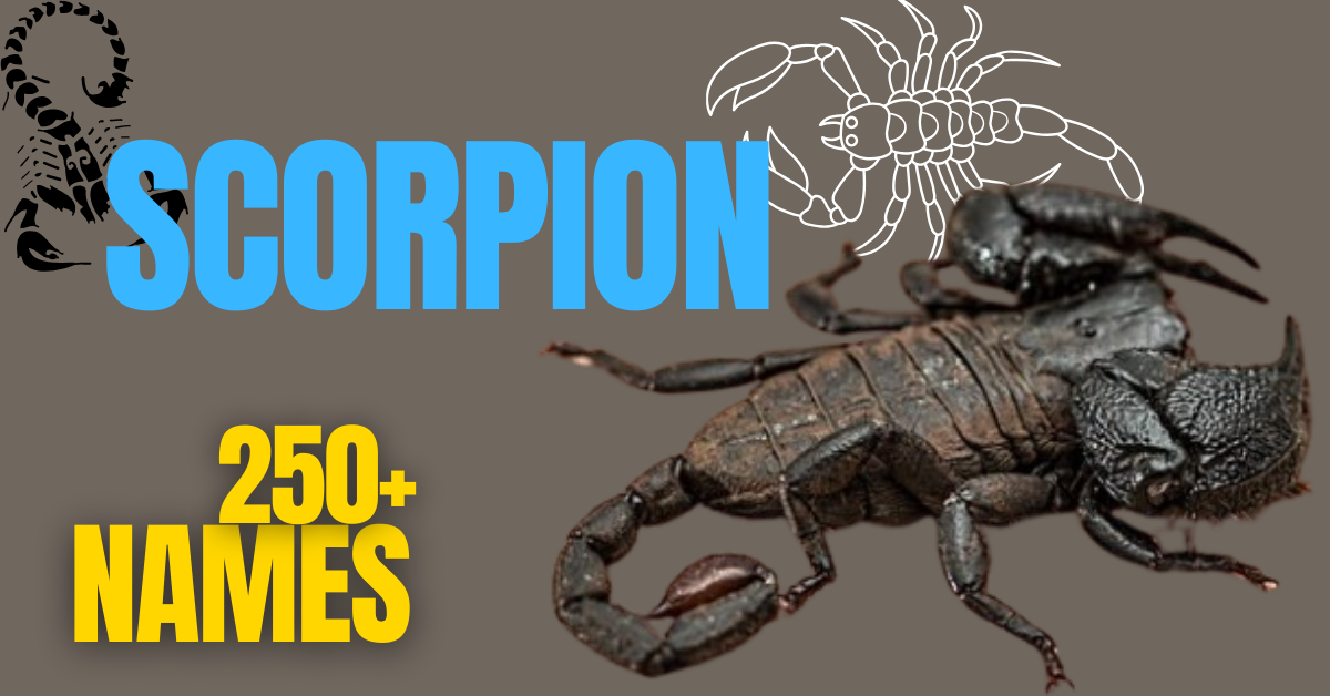 250+ Scorpion Names: Unique, Funny, and Fierce Ideas