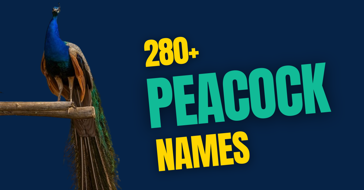 280+ Peacock Names with Meaning: A Comprehensive Guide to Naming Your Majestic Bird