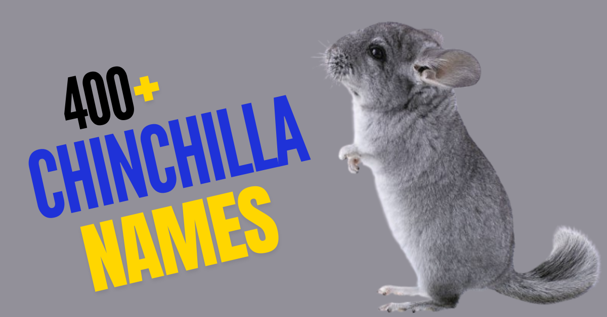 400+ Chinchilla Names: Unique, Cute, and Creative Ideas