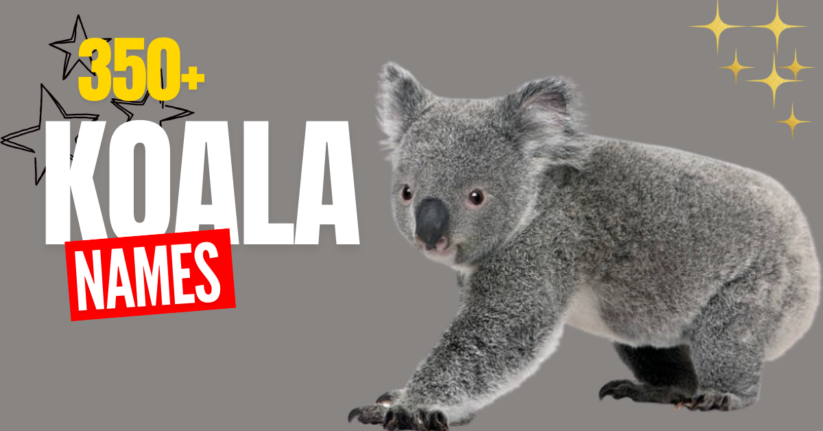 350+ Koala Names: Fun, Unique, and Creative Ideas