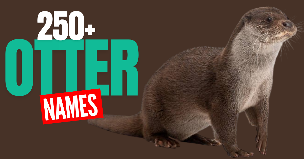 250+ Creative and Meaningful Otter Names