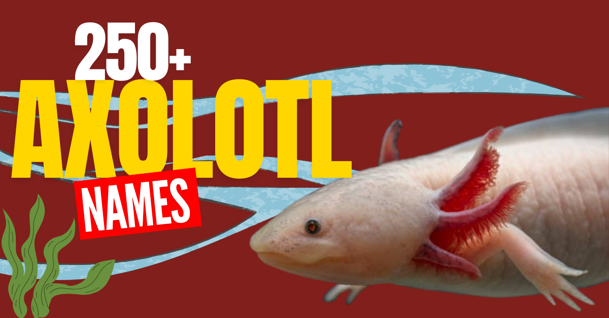 Axolotl Names: 240+ Unique, Cute, and Funny Ideas for Your Aquatic Pet