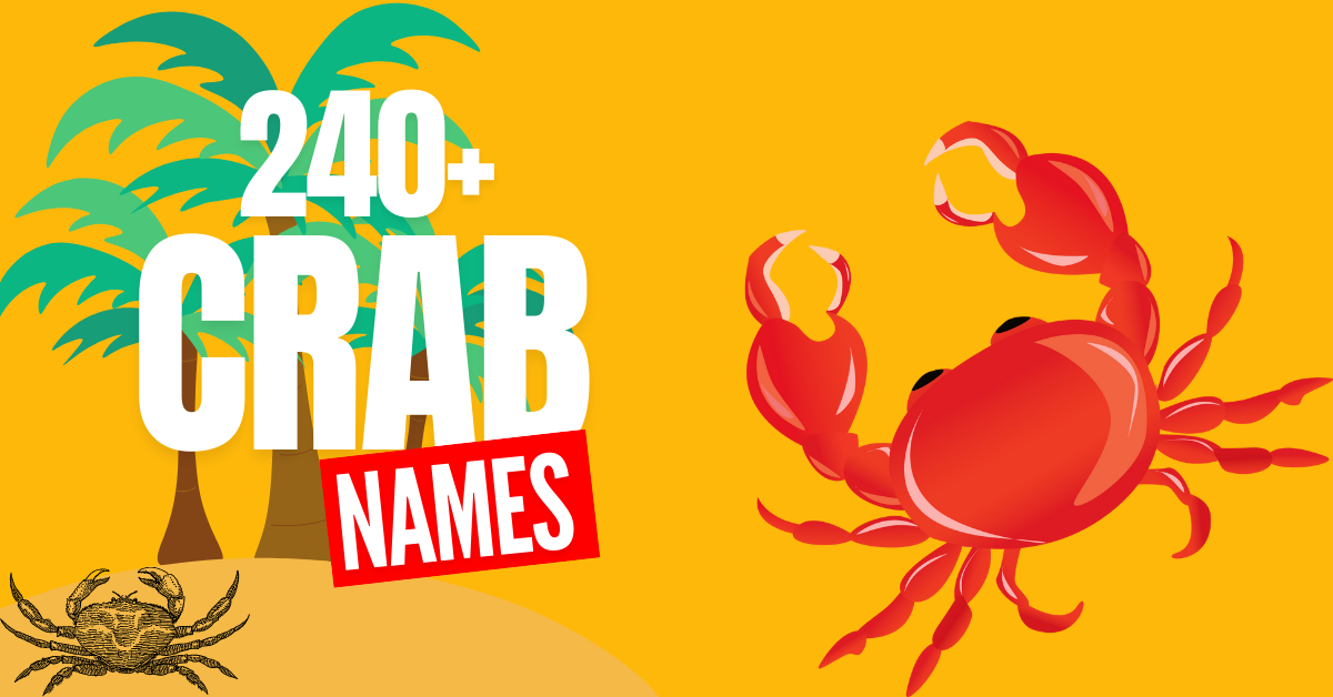 240+ Creative Crab Names and Their Meanings: A Guide to Naming Your Pet Crab